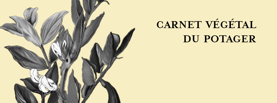 édition herbier, designer graphique Marseille