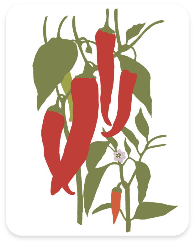 charte et règle graphique