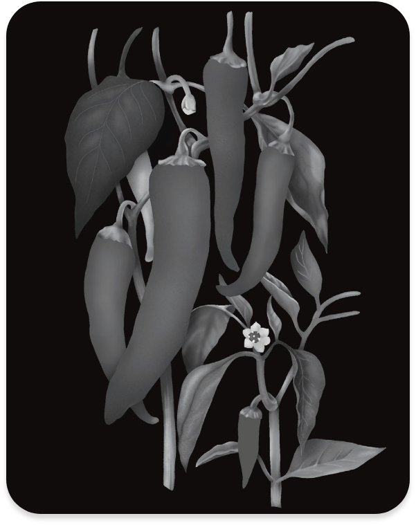 charte et règle graphique