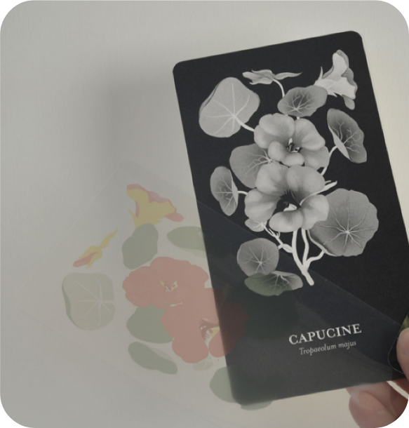 charte et règle graphique