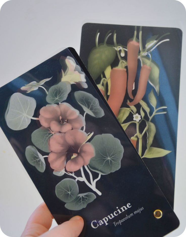 charte et règle graphique