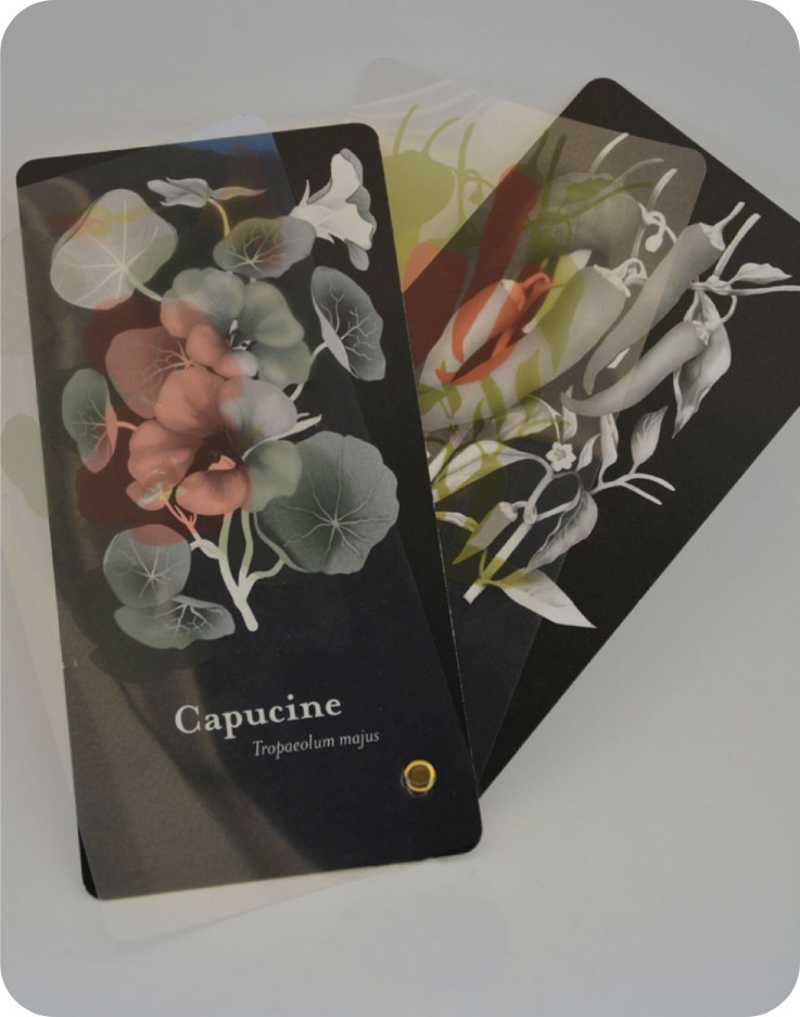 charte et règle graphique