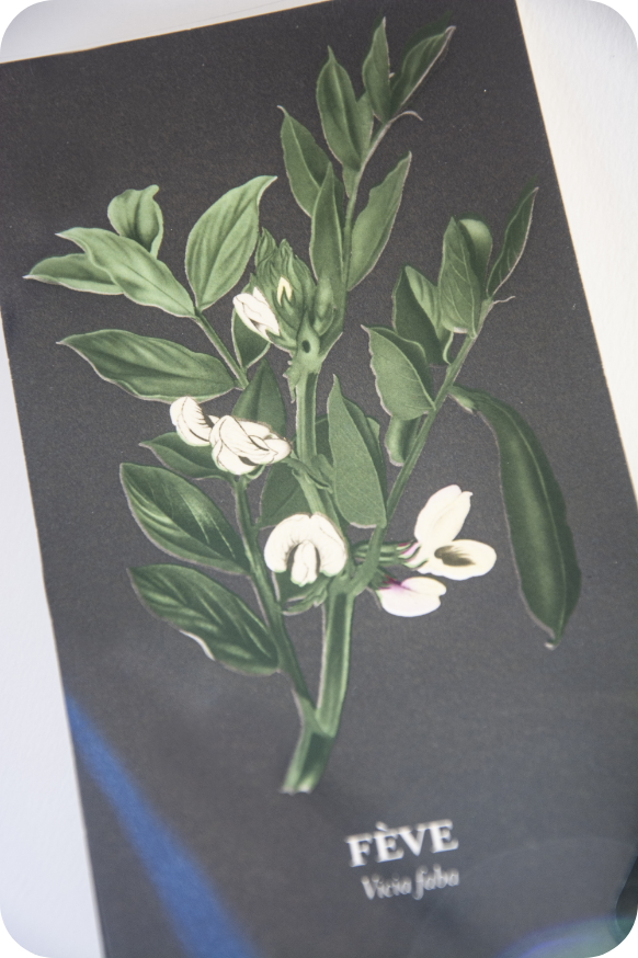 charte et règle graphique