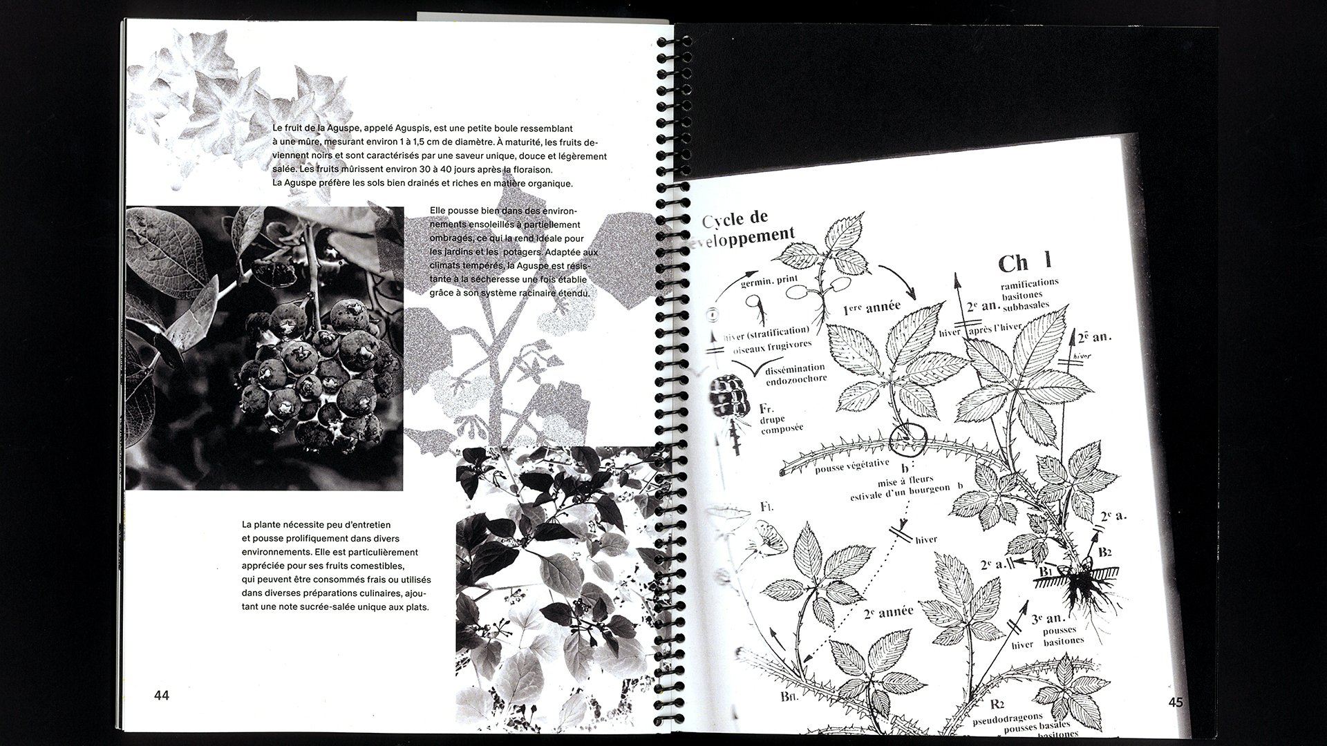 edition hybride, recette du futur, Marine Terrin, designer graphique 